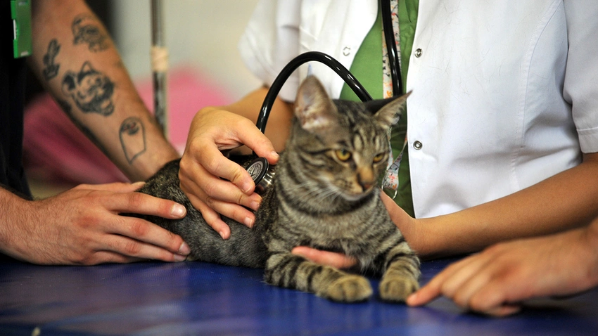 Kedilerde Koronavirüs görülme oranı 3 kat arttı