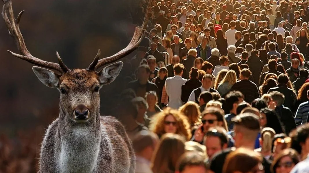 Zombi geyik hastalığı yayılıyor