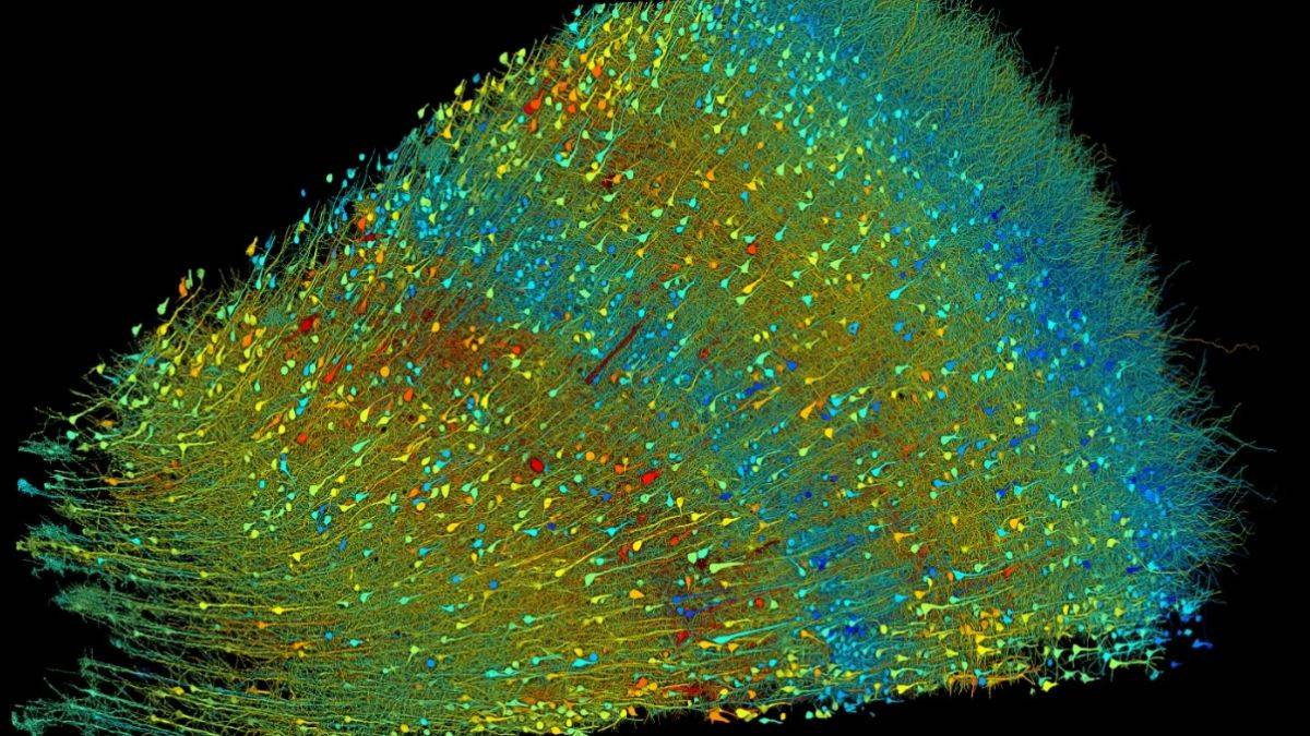 İnsan beynine yakından bakıldığında çok sayıda ‘bulmaca’ çıktı