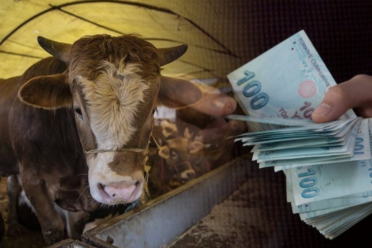 Kurbanlık hayvan fiyatları belli oldu