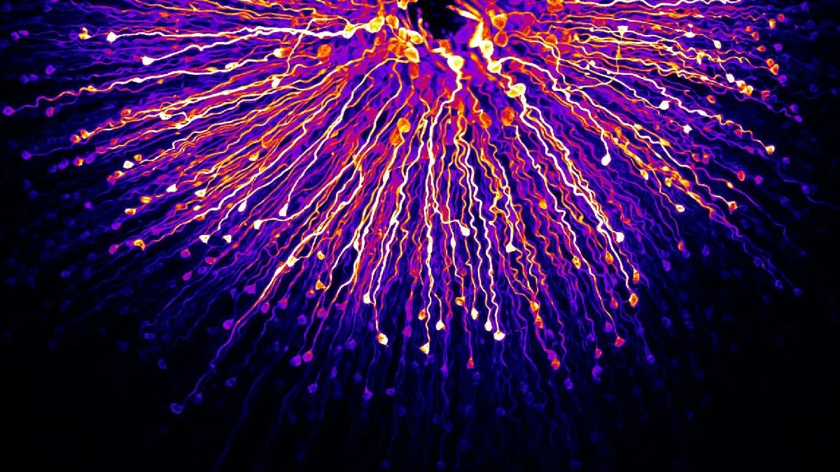 Mantarlarla ilgili yeni araştırma