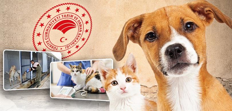 Bakanlıktan 81 il valiliğine sahipsiz sokak hayvanları için yazı