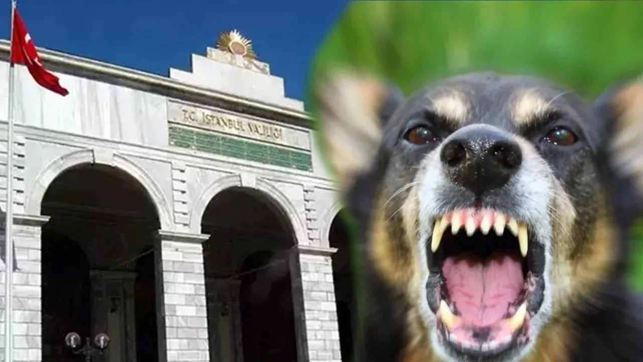 İstanbul Valiliği’nden “kuduz patlaması” iddialarına cevap!